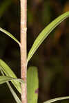 Twistleaf goldenrod